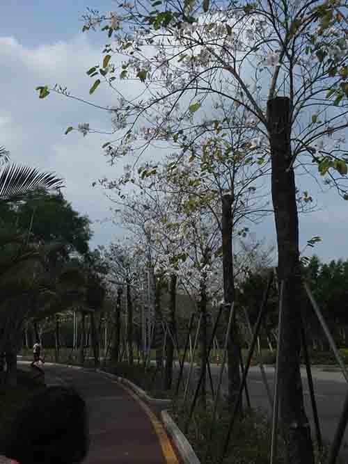 深圳东湖公园，这是一个特别的公园
