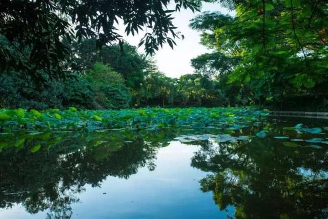 洪湖公园百亩荷花已经绽放了！园林+花海+湿地……现在就可去走走