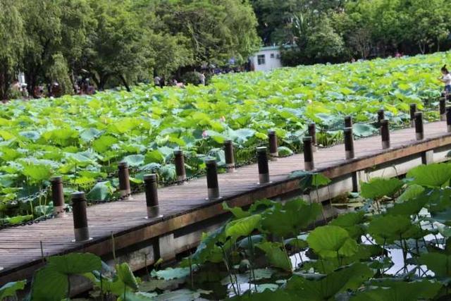 洪湖公园百亩荷花已经绽放了！园林+花海+湿地……现在就可去走走