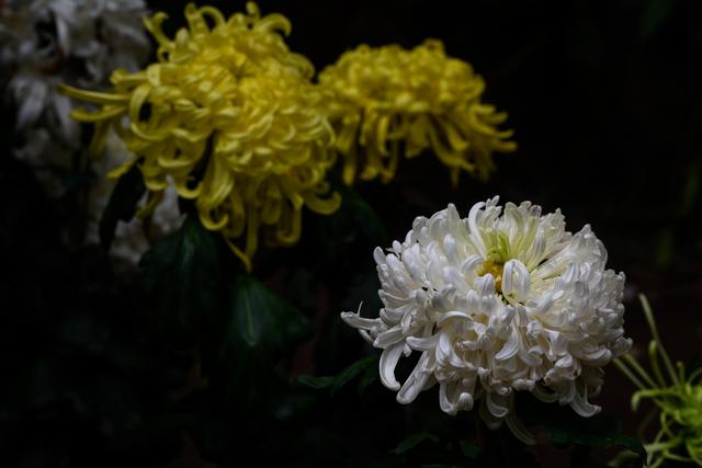 菊花“花之隐者也”，深圳洪湖公园看菊，领略古人对菊花的情怀