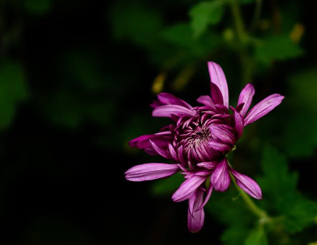菊花“花之隐者也”，深圳洪湖公园看菊，领略古人对菊花的情怀