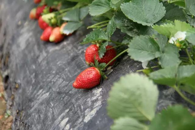 观澜版画村超详细攻略！现在正是摘草莓和各种蔬果的好时光！