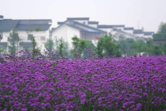 深圳繁华都市内的一方净土，有烟雨小江南之称的——观澜版画村