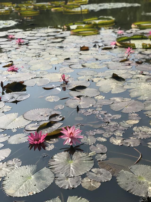 洪湖公园赏莲花观后感